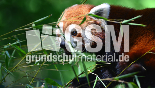 Kleiner_Panda (5).jpg